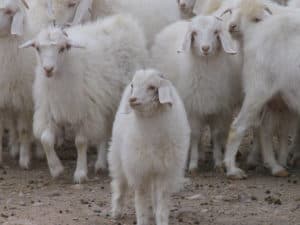 Cashmere Goats - The Schneider Group