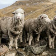 Wool Sheep - The Schneider Group - 1080x650