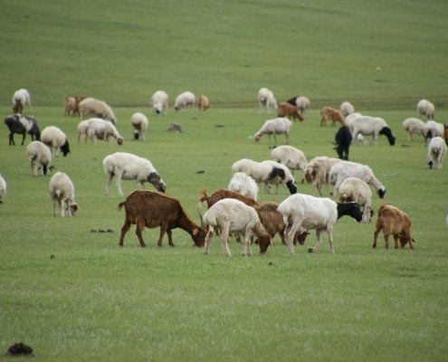 Mongolian Cashmere Goat Herd
