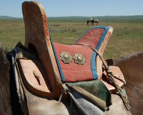Back of Mongolian Horse