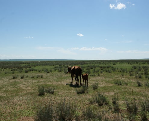Cows in Mongolian Steppe