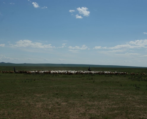 Cashmere herd in Mongolian Steppe