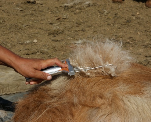 Combing cashmere