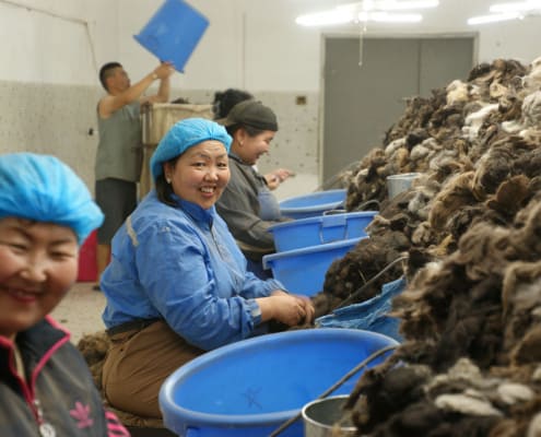 Sorting of Cashmere Fibre at Monital Cashmere Dehairing Plant